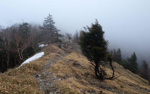 雁坂峠の笹