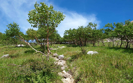 荒川小屋周辺は樹林帯