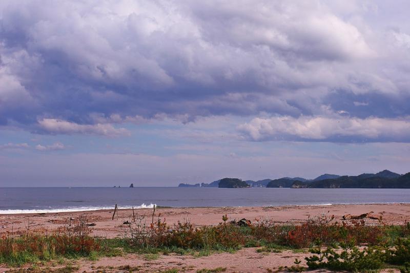 野蒜