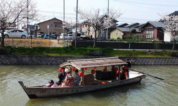 桜が満開の能瀬川をパレードする花嫁道中 桜が満開の能瀬川をパレードする花嫁道中