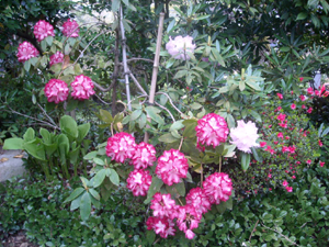 大輪の花を咲かせる境内のシャクナゲ 大輪の花を咲かせる境内のシャクナゲ