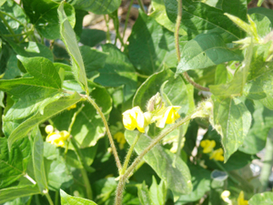 黄色の可憐な花をつけるおまん小豆 黄色の可憐な花をつけるおまん小豆