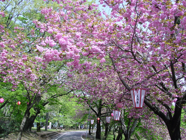 4月28日(日)~5月5日(日)倶利迦羅さん八重桜まつり 4月28日(日)~5月5日(日)倶利迦羅さん八重桜まつり