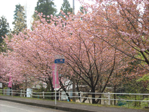 ほぼ満開の山森集落の八重桜 ほぼ満開の山森集落の八重桜