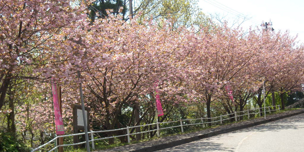 見事な満開を見せる八重桜 見事な満開を見せる八重桜