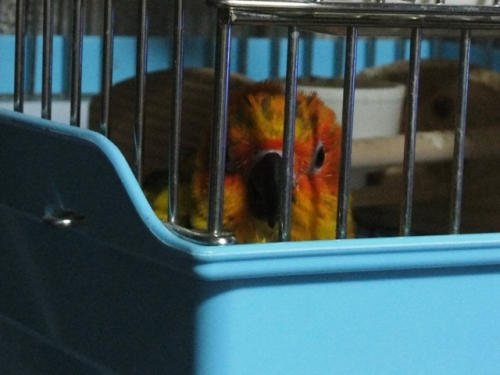 DSCF6453.jpg
