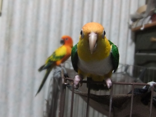 DSCF6946.jpg