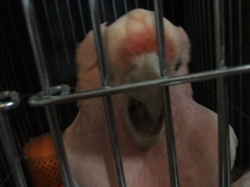 DSCF7090.jpg