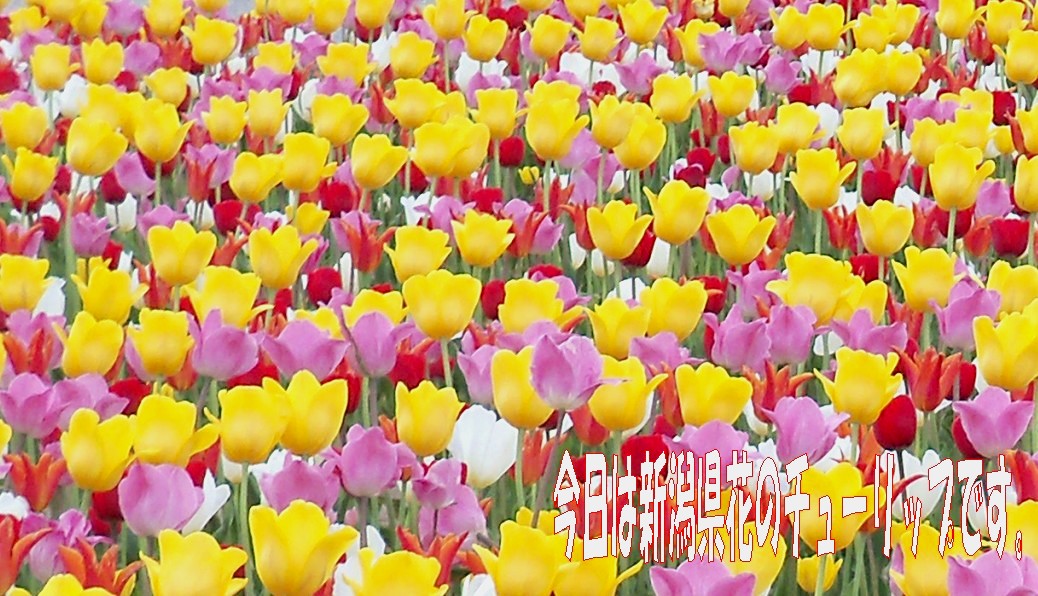 新潟県花チューリップ