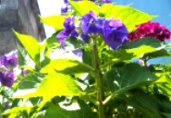 青い紫陽花-2