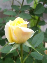 バラの蕾20121025