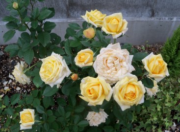 バラ拡大20121030