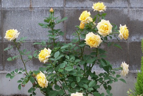 バラ20121102