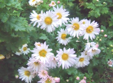 20121126真っ白な菊