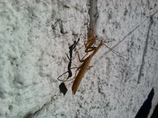 photo (5)