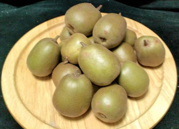 kiwi_kouhi00.jpg