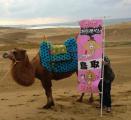 bem_cp tottori