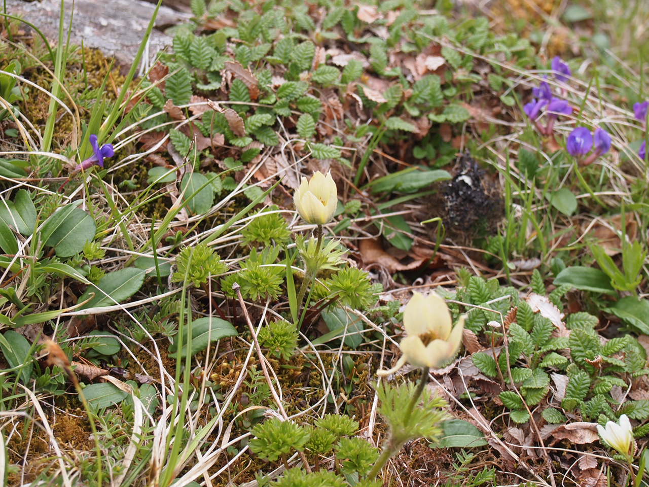 P6246654.jpg