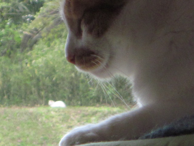 IMG_6381.jpg