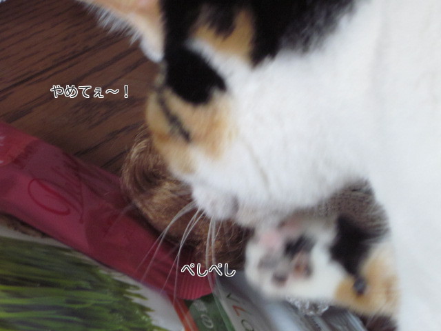 eIbpCFp2C_JgM5C1365835208_1365835465.jpg