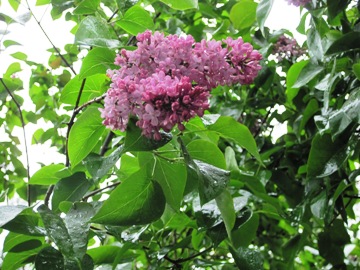 IMG_4332a.jpg