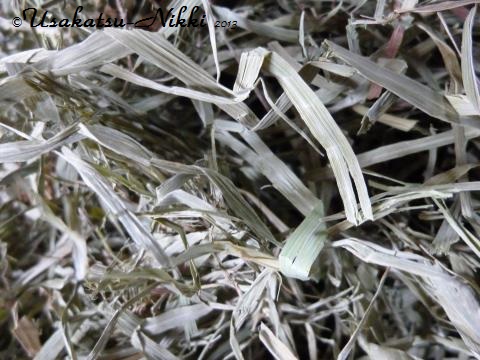 P1070246_convert.jpg