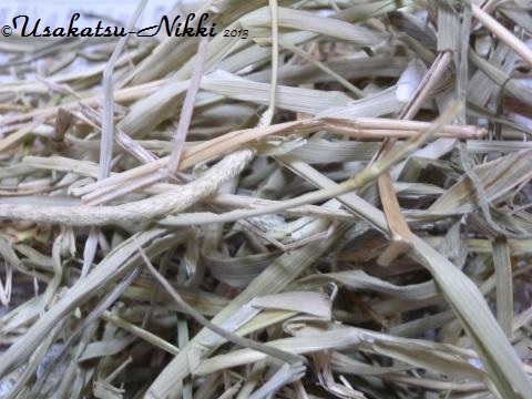 P1070254_convert.jpg
