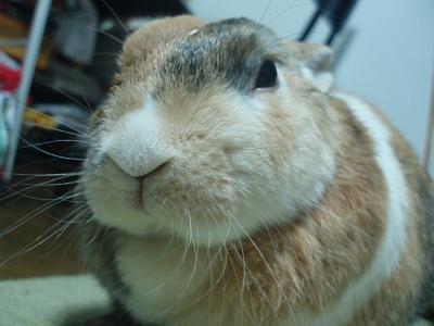 うり 1332