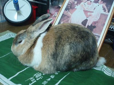 うり 1333