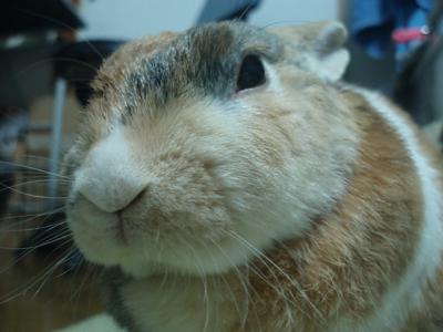 うり 1347