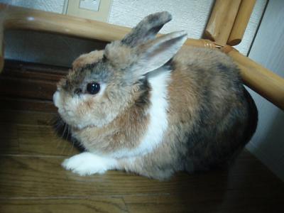 うり 1485