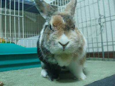 うり 1511