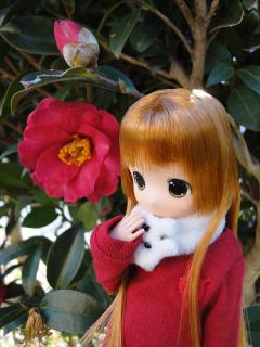 小豆★山茶花