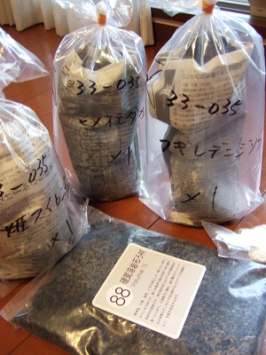 水生植物