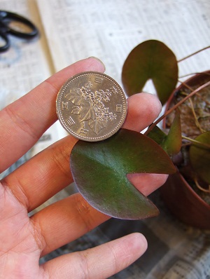 めだかと小さな幸せ 水生植物を購入しました