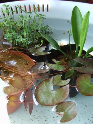 水生植物
