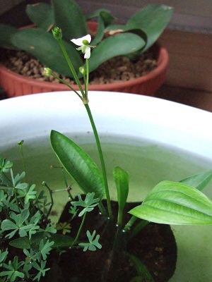 ヒメオモダカの開花。 | めだかと小さな幸せ