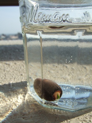 茶碗蓮の種