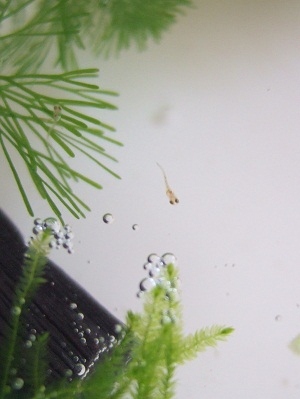 メダカの稚魚