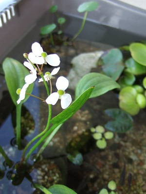 姫オモダカの花
