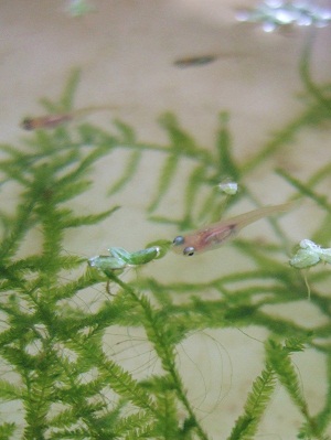 更紗メダカの幼魚