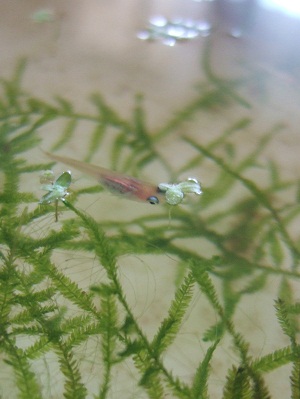 更紗メダカの幼魚