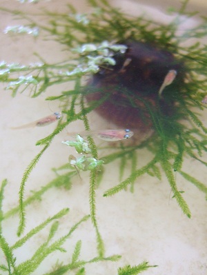 更紗メダカの幼魚