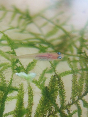 更紗メダカの幼魚