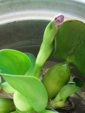ホテイアオイの蕾