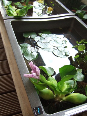 ホテイアオイの開花