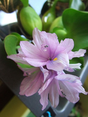 ホテイアオイの花