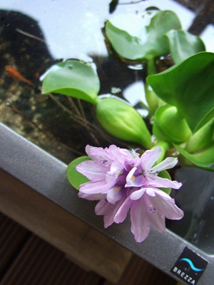 ホテイアオイの花