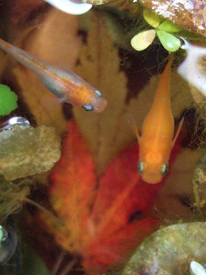 更紗&楊貴妃メダカ