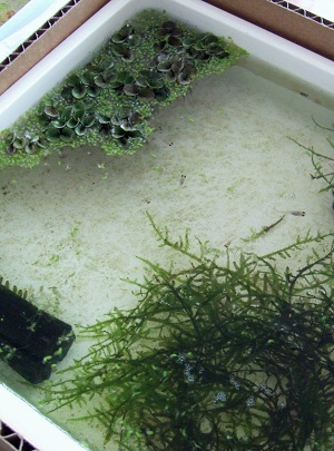 メダカ稚魚容器_ビフォー